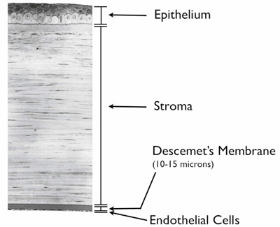 Corneal Layer Diagram