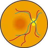 Normal Retina Diagram
